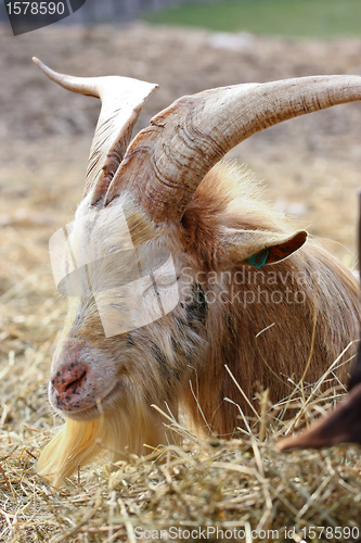 Image of Goat