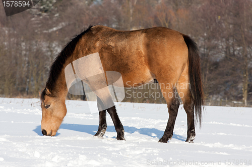Image of Horse in winter