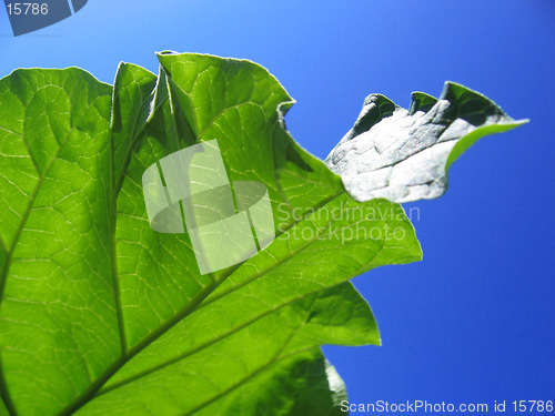 Image of Rhubarb leaf