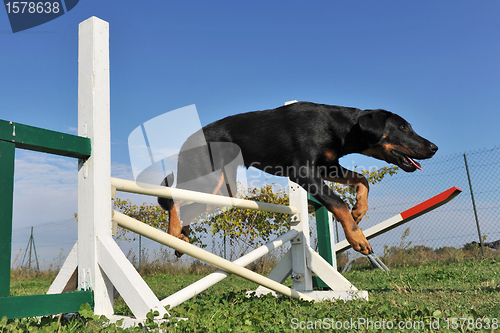 Image of puppy beauceron in agility