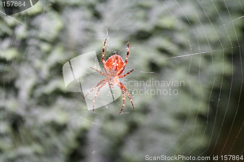 Image of Spider