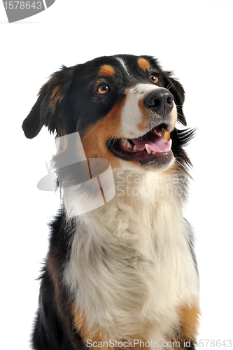 Image of australian shepherd
