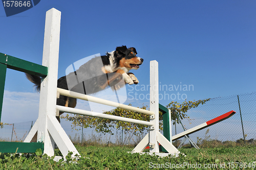 Image of jumping australian shepherd