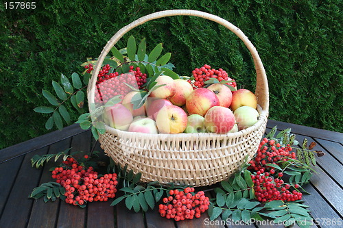 Image of Apples in basket and rovanberries