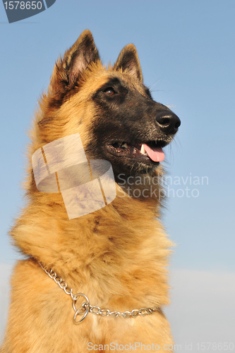 Image of belgian shepherd tervueren