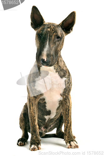 Image of bull terrier