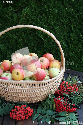 Image of James Grieves apples