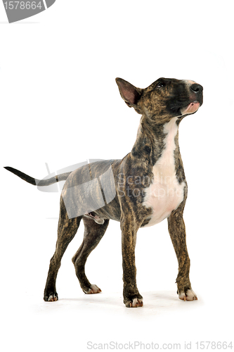 Image of bull terrier