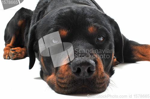 Image of rottweiler