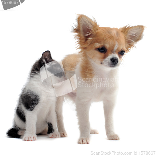 Image of puppy chihuahua and kitten