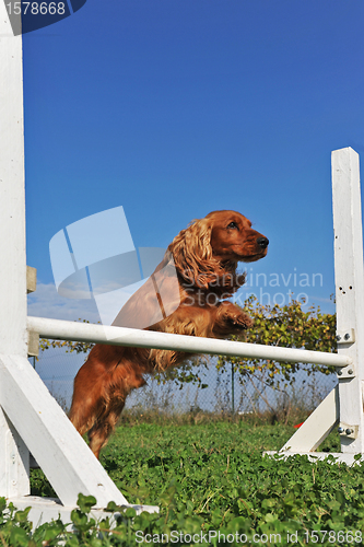 Image of cocker spaniel in agility