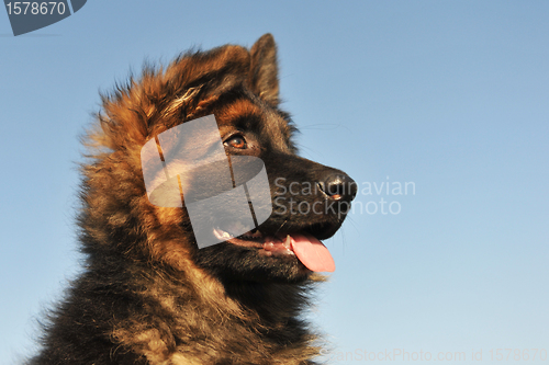 Image of puppy german shepherd