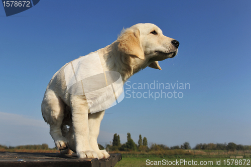 Image of puppy golden retriever