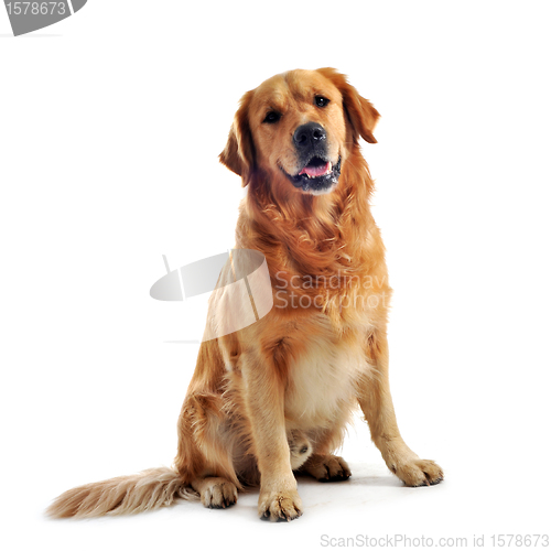 Image of golden retriever