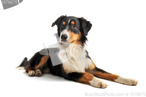 Image of australian shepherd