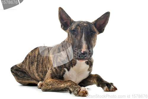 Image of bull terrier