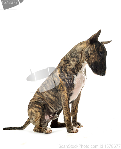 Image of bull terrier