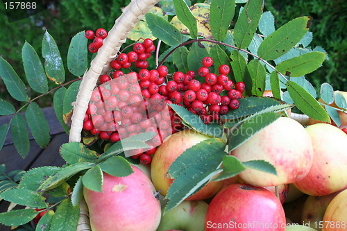 Image of Rowanberries and apples