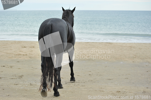 Image of stallion on the beau