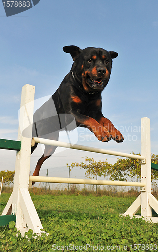 Image of rottweiler in agility