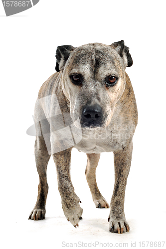 Image of old american staffordshire terrier