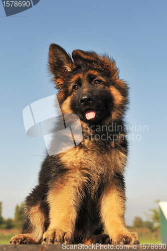 Image of puppy german shepherd