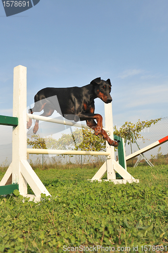 Image of doberman in agility