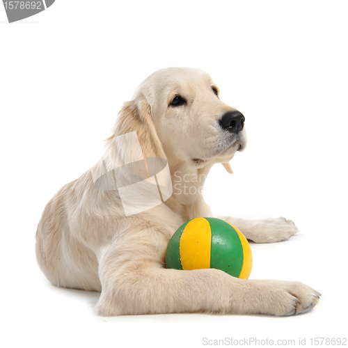 Image of puppy golden retriever