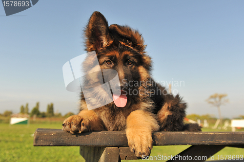 Image of puppy german shepherd