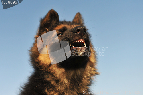 Image of angry puppy