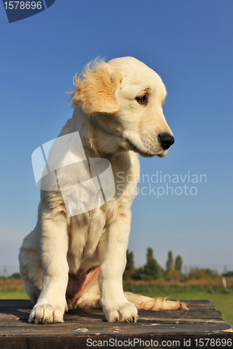 Image of puppy golden retriever
