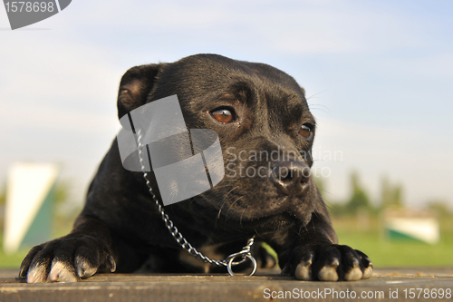 Image of staffordshire bull terrier
