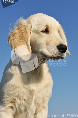 Image of puppy golden retriever