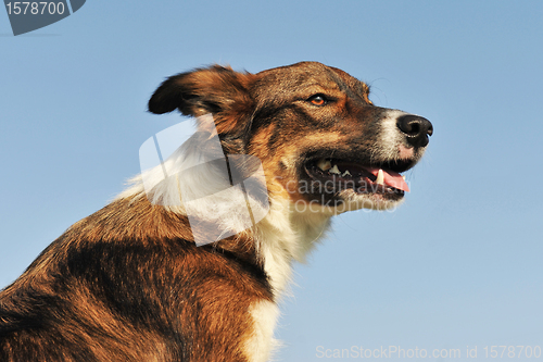 Image of portrait of border collie