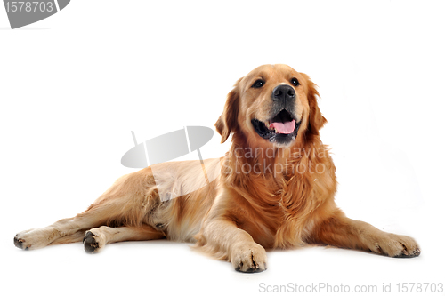 Image of golden retriever