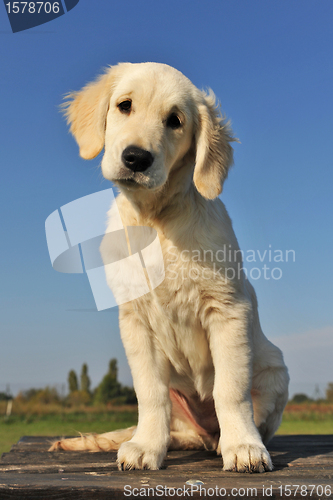 Image of puppy golden retriever