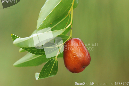 Image of jujube