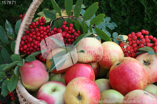 Image of Sweet apples and rowan-berries
