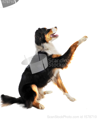 Image of australian shepherd