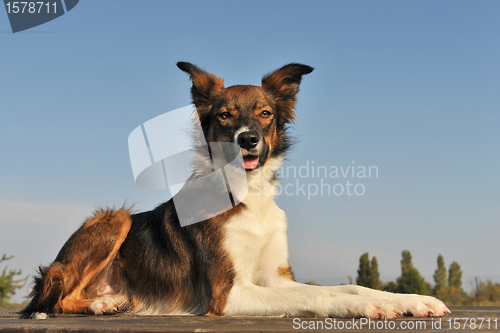 Image of border collie