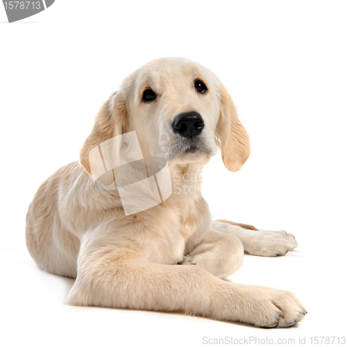 Image of puppy golden retriever