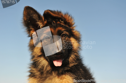 Image of puppy german shepherd