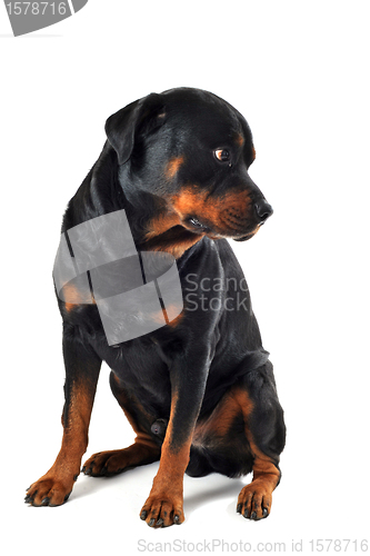 Image of rottweiler