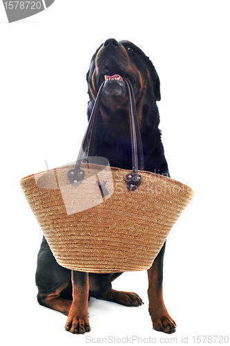 Image of rottweiler and basket