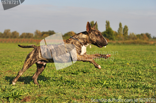 Image of running bull terrier