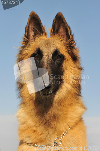 Image of belgian shepherd tervueren