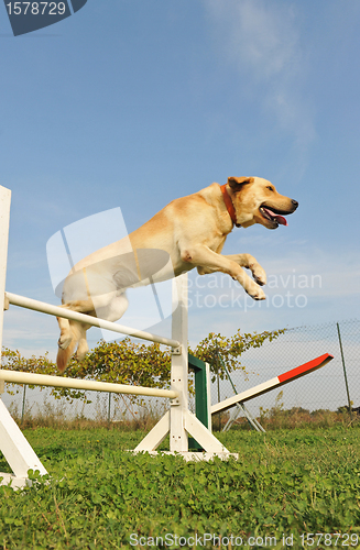 Image of labrador retriever in agility