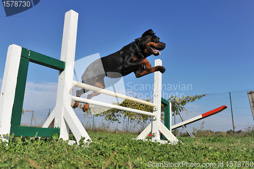 Image of rottweiler in agility