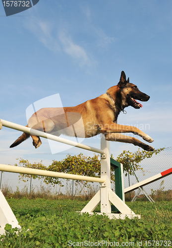 Image of jumping malinois