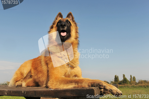 Image of belgian shepherd tervueren